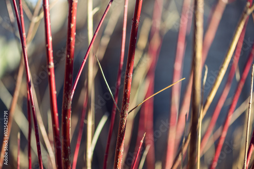 Red twig dogwood branches in winter