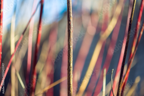 Red twig dogwood branches in winter