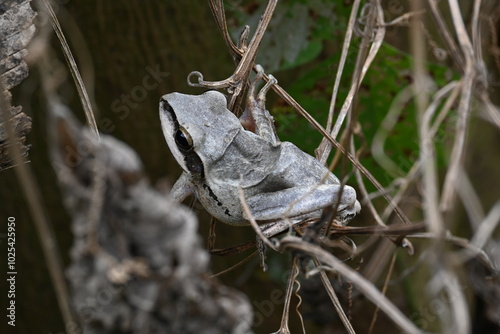 Stony creek frog. Its other names Ranoidea wilcoxii, eastern stony creek frog, tree frog and Wilcox frog. Indian flying frog.  photo