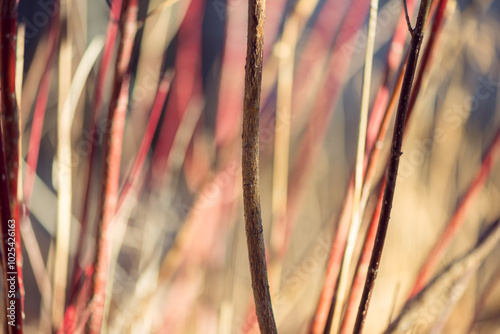 Red twig dogwood branches in winter