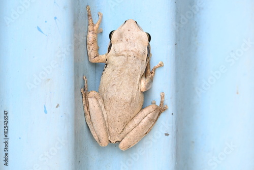 Stony creek frog. Its other names Ranoidea wilcoxii, eastern stony creek frog, tree frog and Wilcox frog. Indian flying frog.  photo