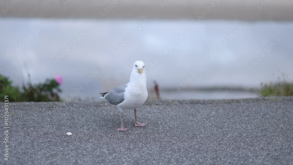 Seagull stands on the pavement by the beach looking curiously at its surroundings during the afternoon sunlight Seagull stands on the pavement by the beach looking curiously at its surroundings during the afternoon sunlight