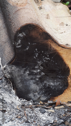 Surface texture of a log that has been cut and partially burned. Focus selected photo