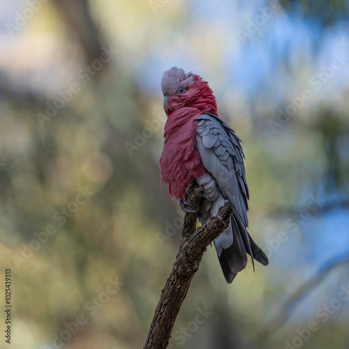 Australian Galah perched on a branch