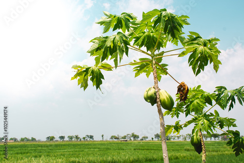 Lush papaya trees in fields with clear skies