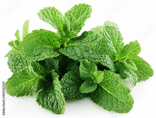 Fresh Mint Leaves Isolated on White Background