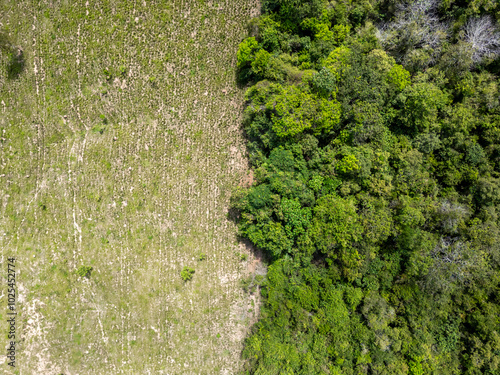 Foto Aerial drone view of an area divided of deforested land and native forest in the
