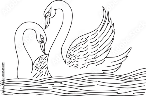 swan on the water