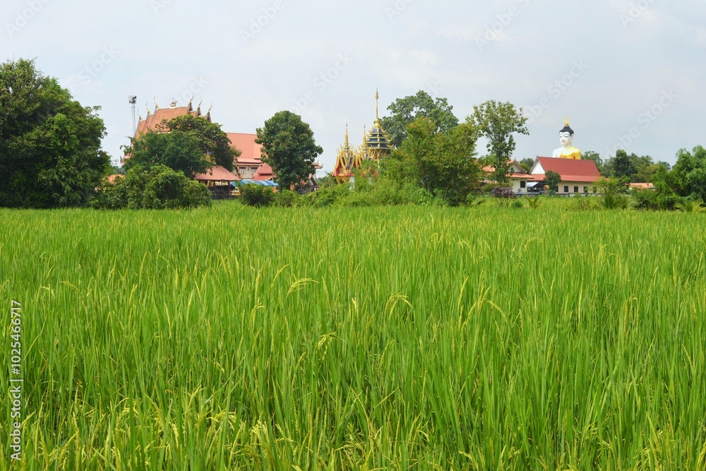 landscape of green field with temple landscape of green field with temple