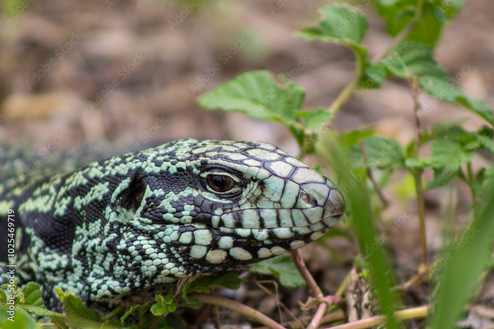 lizard on a rock lizard on a rock