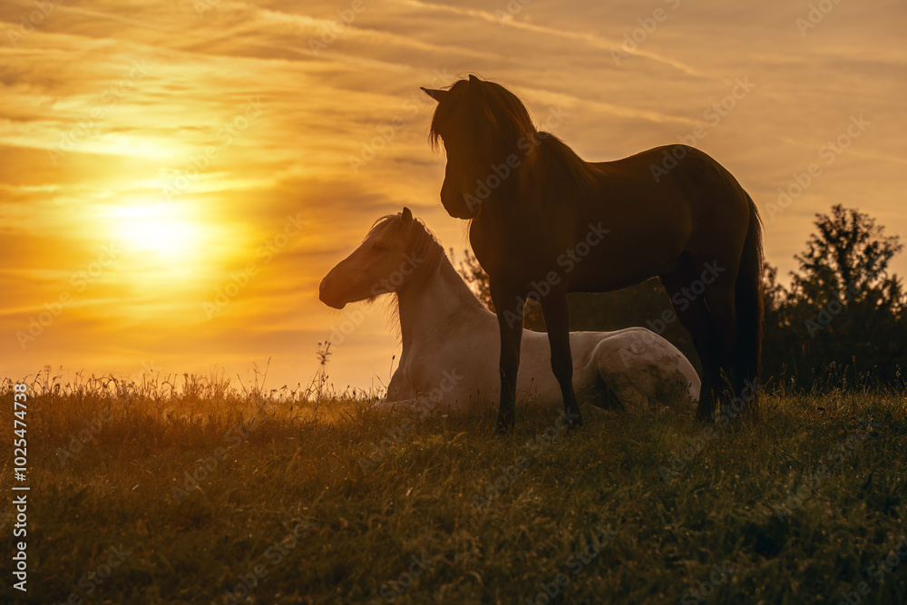 Φωτογραφία Two icelandic horses on a pasture in the early morning, peaceful horse scene dur