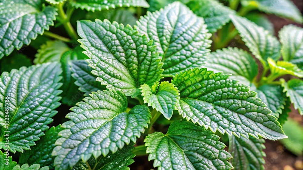 Minimalist plant diseases affecting herbs like Vietnamese Balm and Perilla Minimalist plant diseases affecting herbs like Vietnamese Balm and Perilla