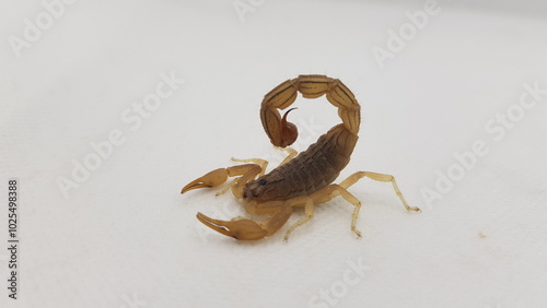 A Beautiful and imposing common yellow scorpion on a rock ,HD 4K IMAGE photo