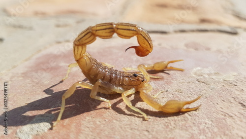 Obraz na płótnie scorpion on the beach HD 4K Image