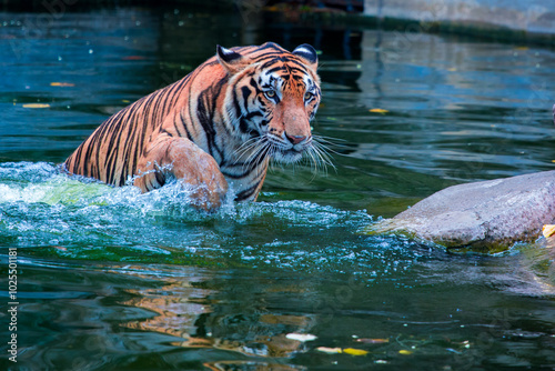 Tiger exhibit within the songkla thailand  Zoo. photo