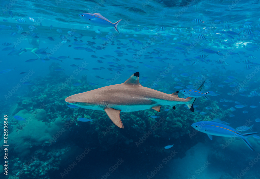 Fototapeta premium Fiji Shark Diving