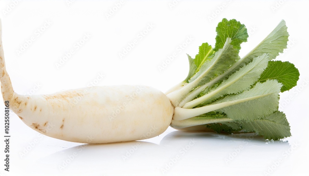 Daikon radish on white background. Daikon radish Isolated. Daikon radish on white background. Daikon radish Isolated.