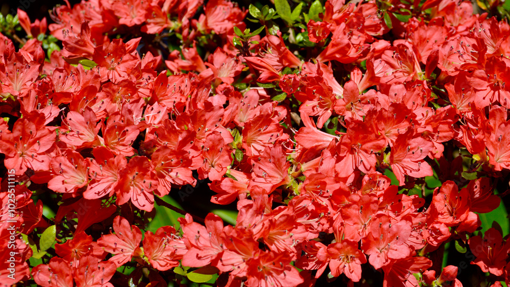 Beautiful azalea blooms in the spring sunlight. Beautiful azalea blooms in the spring sunlight.