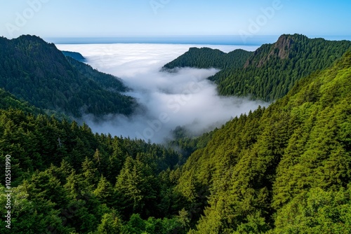 Fog rolling over a valley of evergreen trees, with the forest below only partially visible through the thick mist, creating a sense of depth and stillness