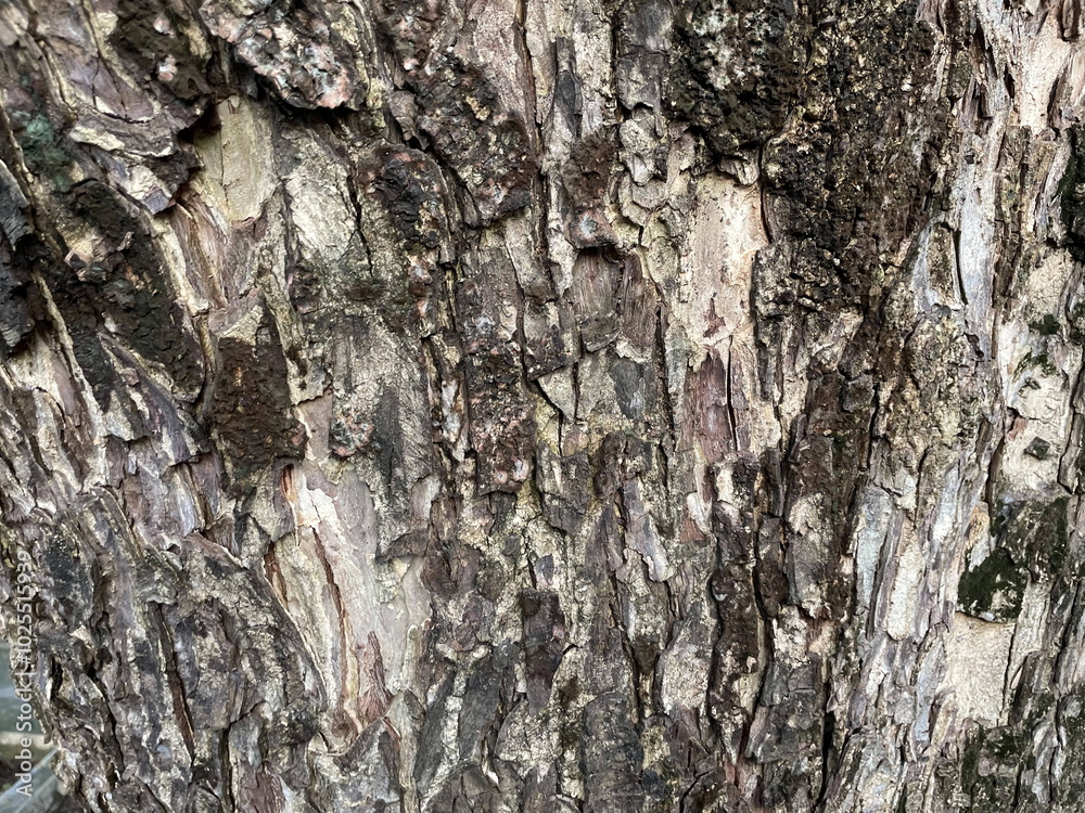 Rain tree bark close-up