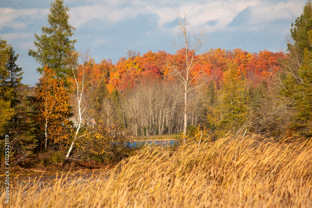 Fototapeta premium Autumn landscape at lake in the forest