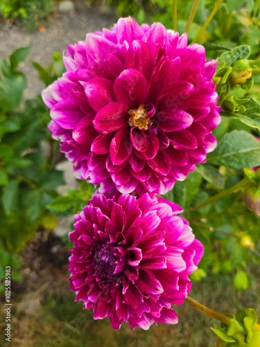 Vibrant Purple Dahlias in Bloom