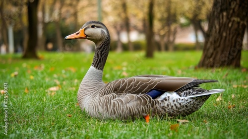 Gray duck rests on grass.