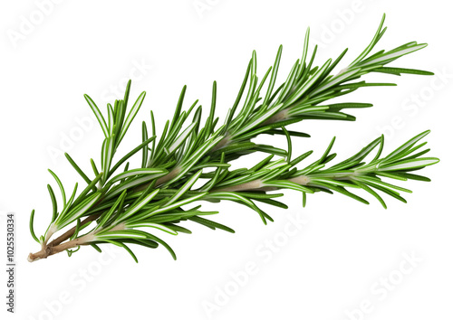 Fresh rosemary sprig isolated on a transparent background, showcasing its vibrant green needles and aromatic qualities