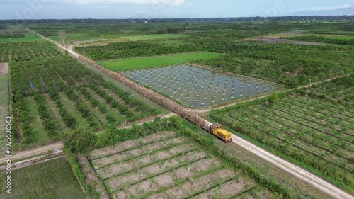 A sugar cane train passes through the fields during the day photo