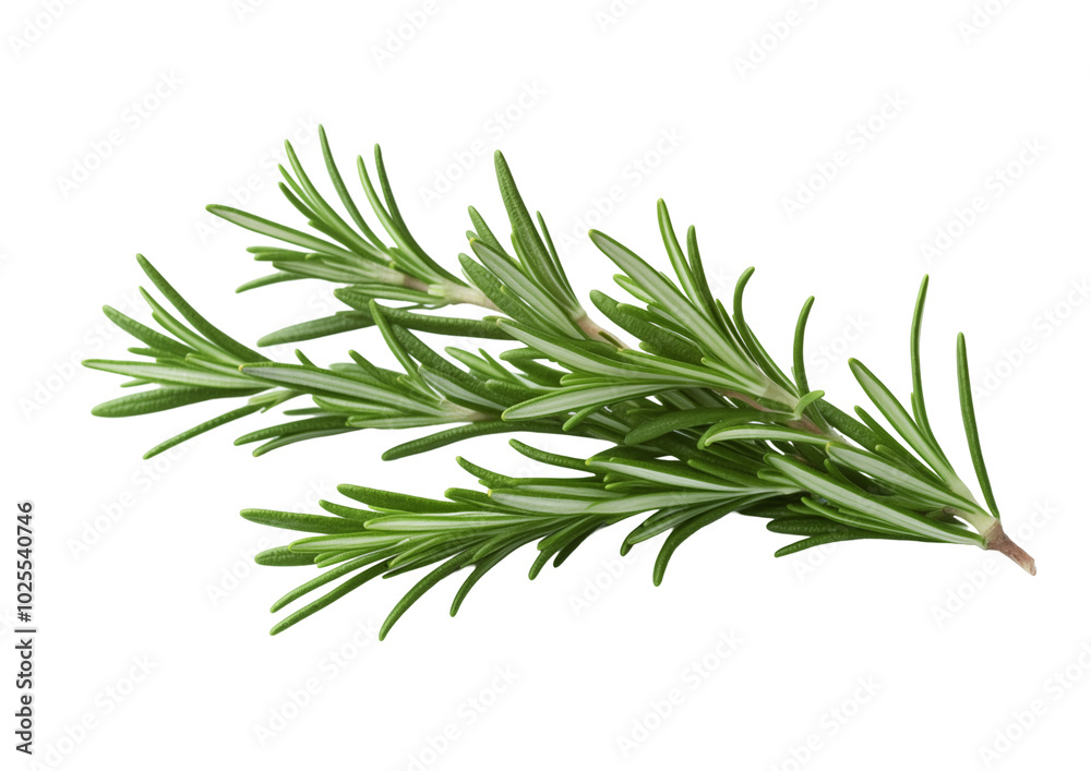 Fresh rosemary sprig on a transparent background showcasing vibrant green needles and aromatic qualities for culinary use