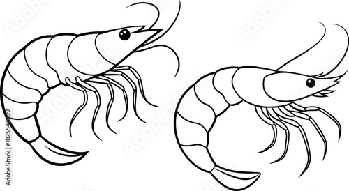 illustration of a shrimp
