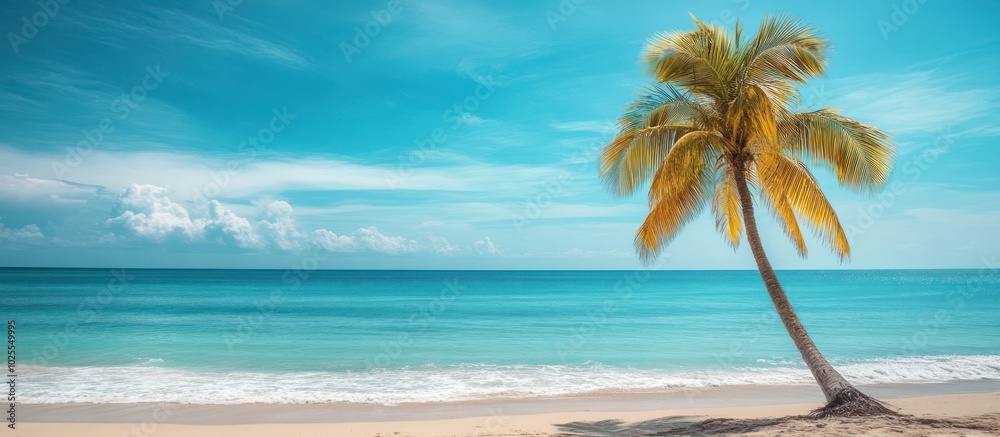 Lone palm tree on a white sandy beach with turquoise water under a blue sky with white clouds. Lone palm tree on a white sandy beach with turquoise water under a blue sky with white clouds.