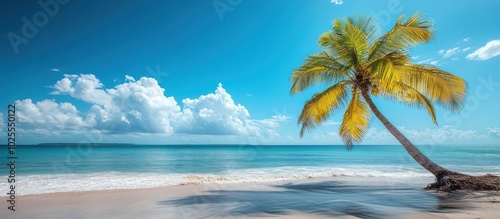 A single palm tree leans over a white sand beach with turquoise water and blue sky.