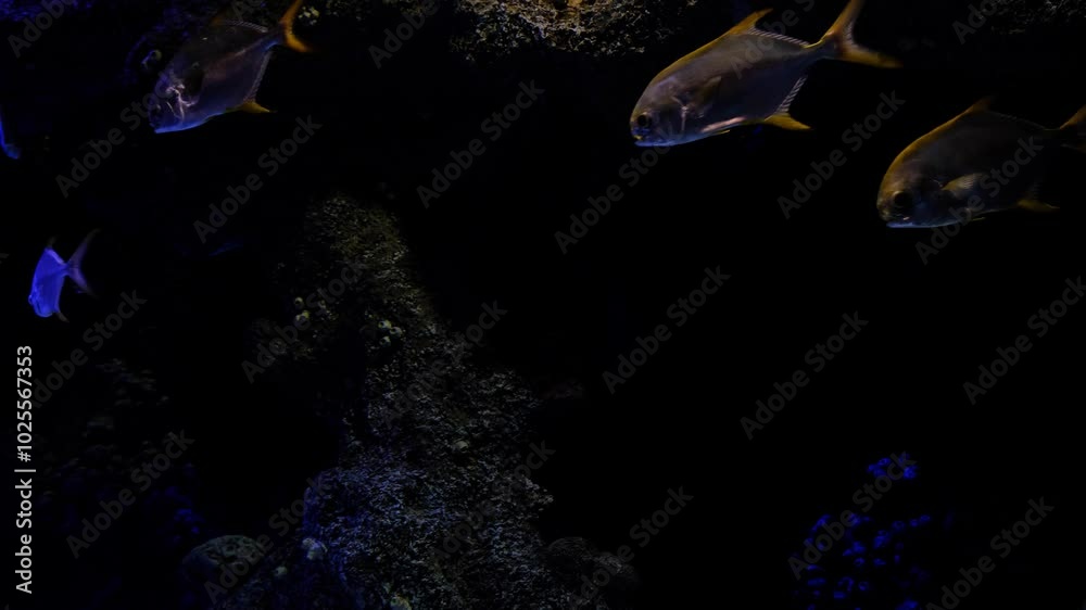 Sea fish in a coral aquarium Sea fish in a coral aquarium
