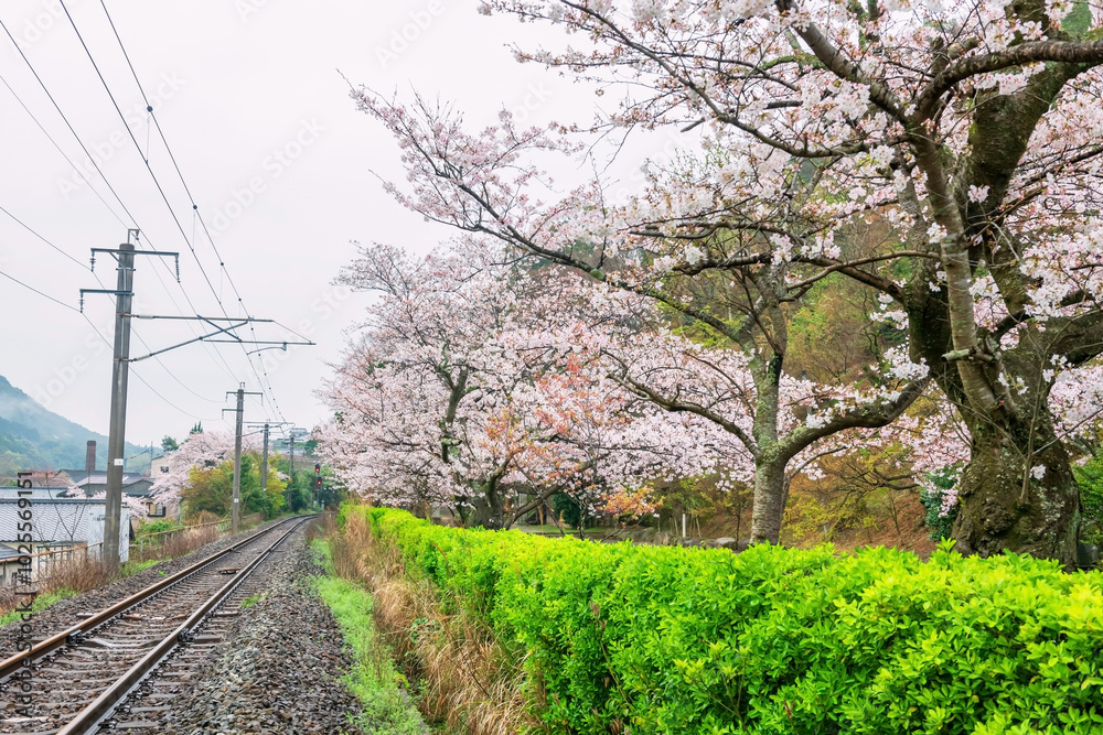 Pink sakura cherry tunnel along railway at Tozan shrine, Imari Pink sakura cherry tunnel along railway at Tozan shrine, Imari