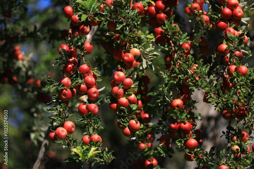 apple and apple harvest