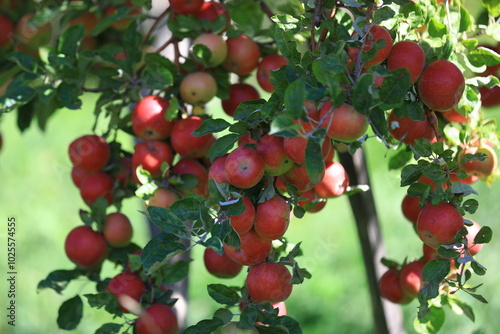 apple and apple harvest