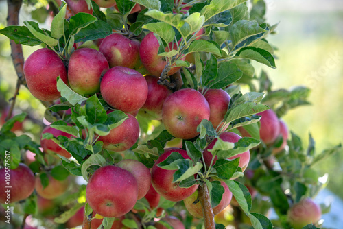 apple and apple harvest