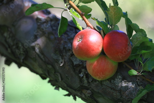 apple and apple harvest