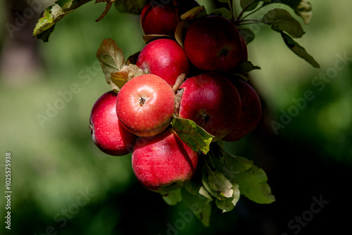 apple and apple harvest