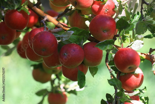 apple and apple harvest