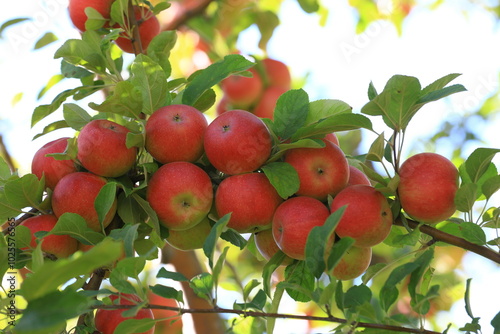 apple and apple harvest