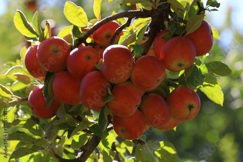 apple and apple harvest
