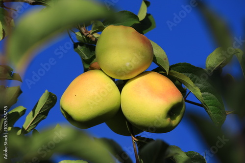 apple and apple harvest