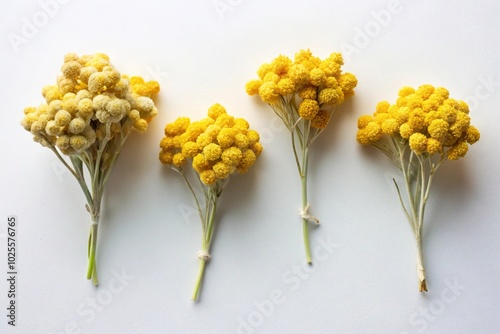 Fototapeta Naklejka Na Ścianę i Meble -  Dry immortelle flowers on white surface for decoration