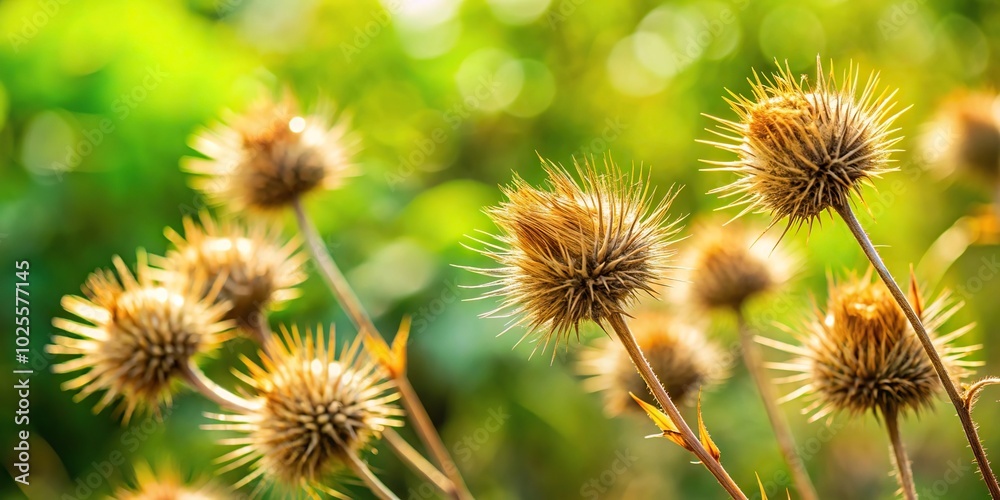 Dry prickly grass contrasting with fresh greenery Dry prickly grass contrasting with fresh greenery