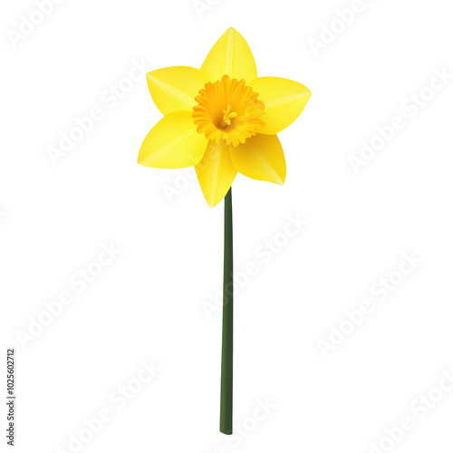 A bright yellow daffodil stands out against a clean white backdrop, symbolizing springs vibrant beauty.