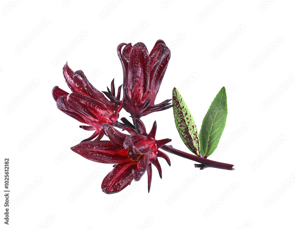 Fototapeta premium roselle hibiscus on white background
