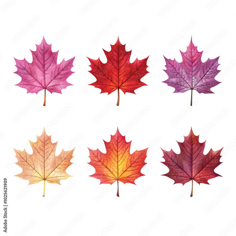 Spectrum of autumn captured in six vibrant watercolor maple leaves Spectrum of autumn captured in six vibrant watercolor maple leaves
