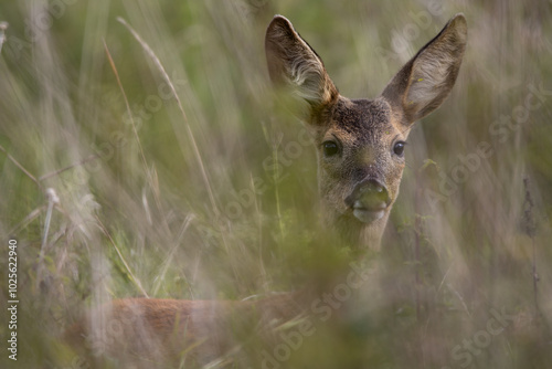 Foto Young Deer (Schmal Reh) In The Hiding Place On The Mead